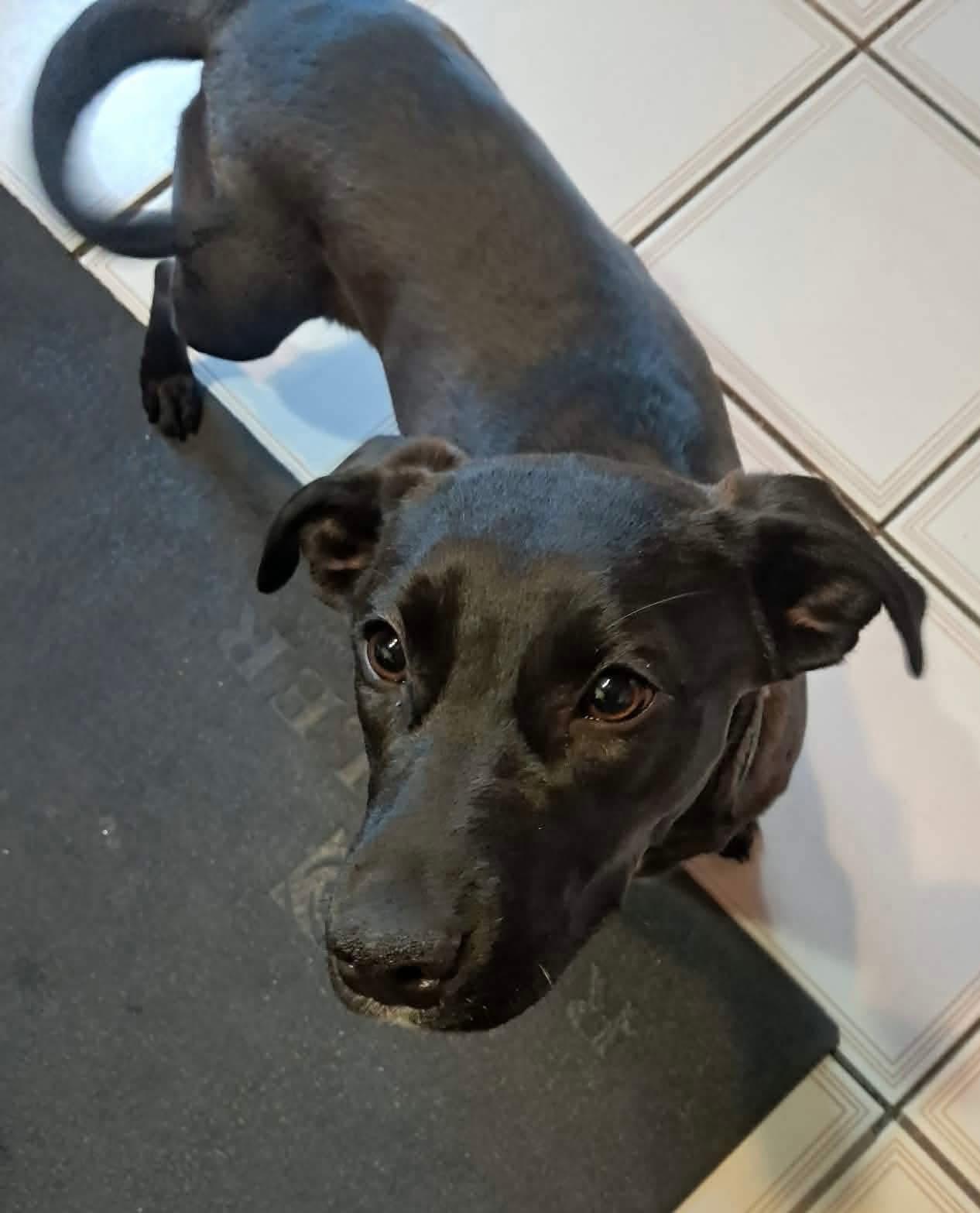 Lola, ADOPTABLE, Young Female Mixed Breed.