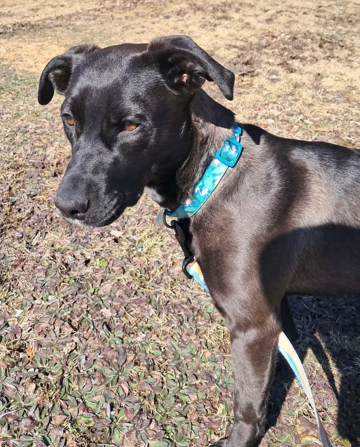 Enlarge Lola, a ADOPTABLE mixed breed in Brooks, ME image 4/4