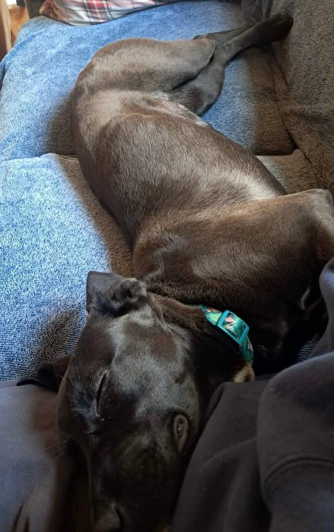 Enlarge Lola, a ADOPTABLE mixed breed in Brooks, ME image 3/4