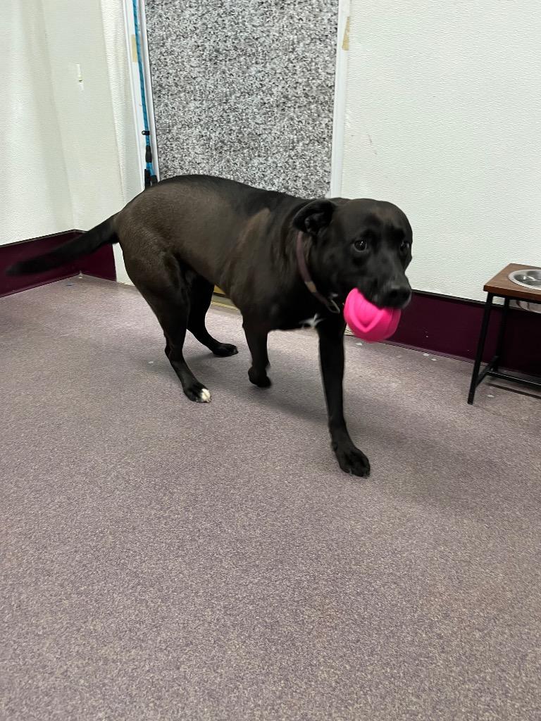 Enlarge Willow, a Adoptable mixed breed in Virginia, MN image 1/4