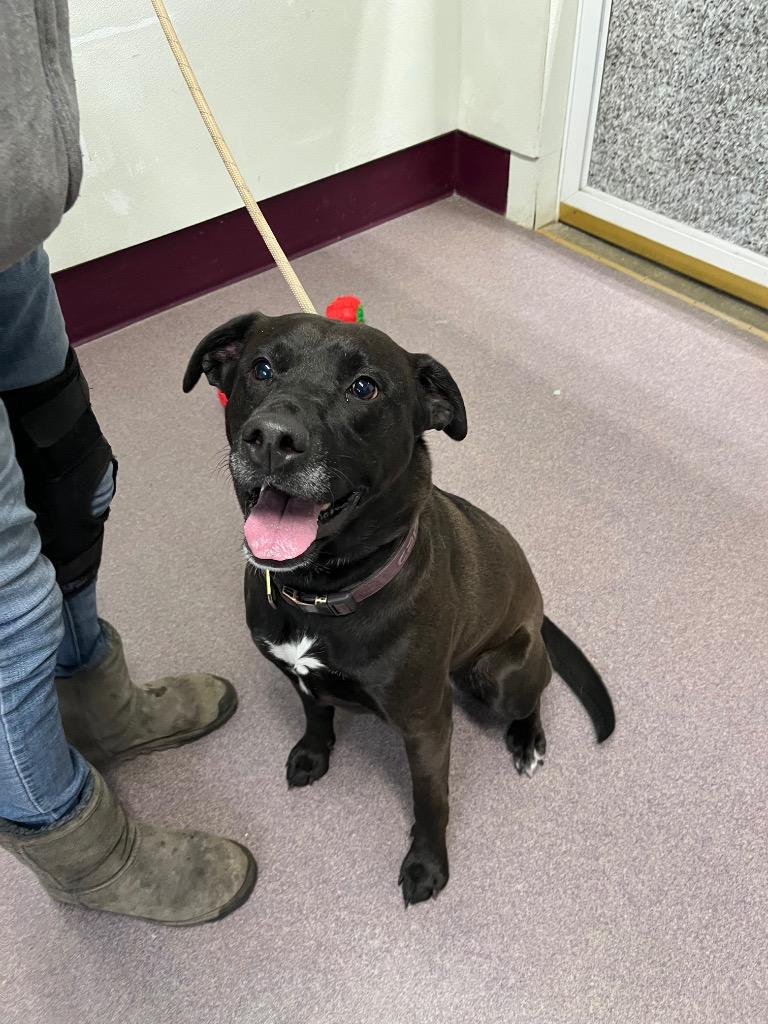 Enlarge Willow, a Adoptable mixed breed in Virginia, MN image 2/4