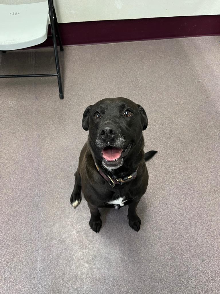 Enlarge Willow, a Adoptable mixed breed in Virginia, MN image 3/4