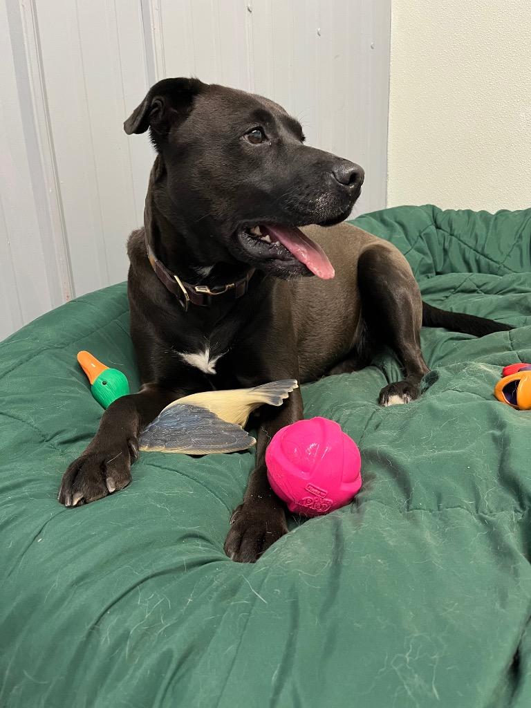 Enlarge Willow, a Adoptable mixed breed in Virginia, MN image 4/4