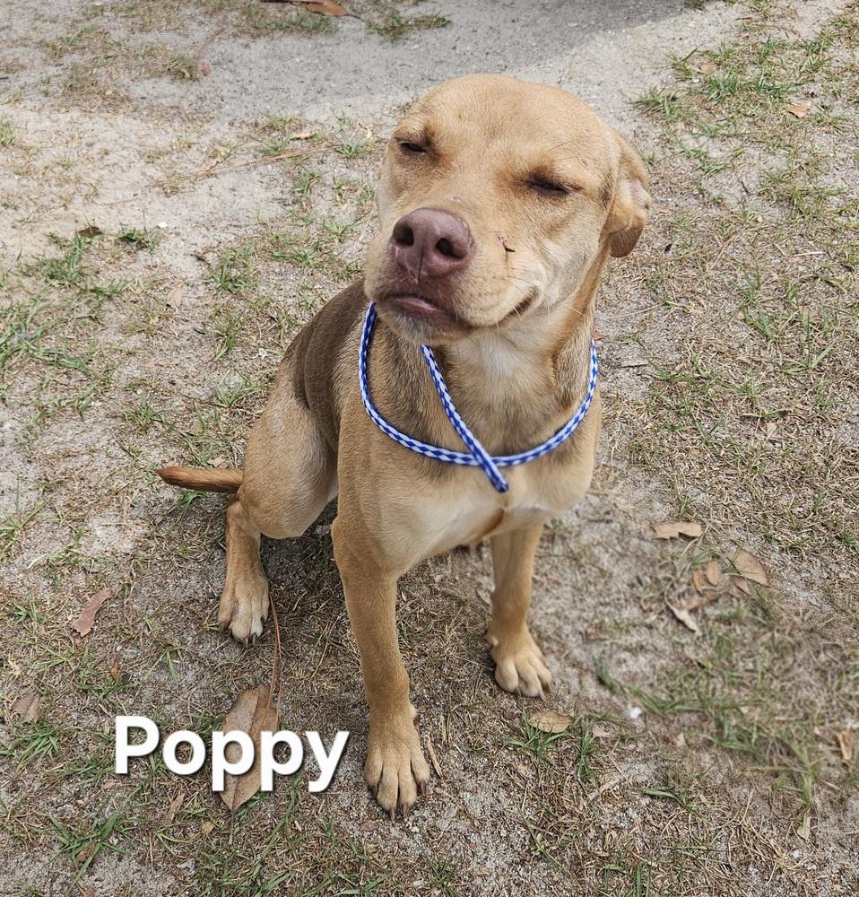 Poppy, Adoptable, Adult Female Labrador Retriever.