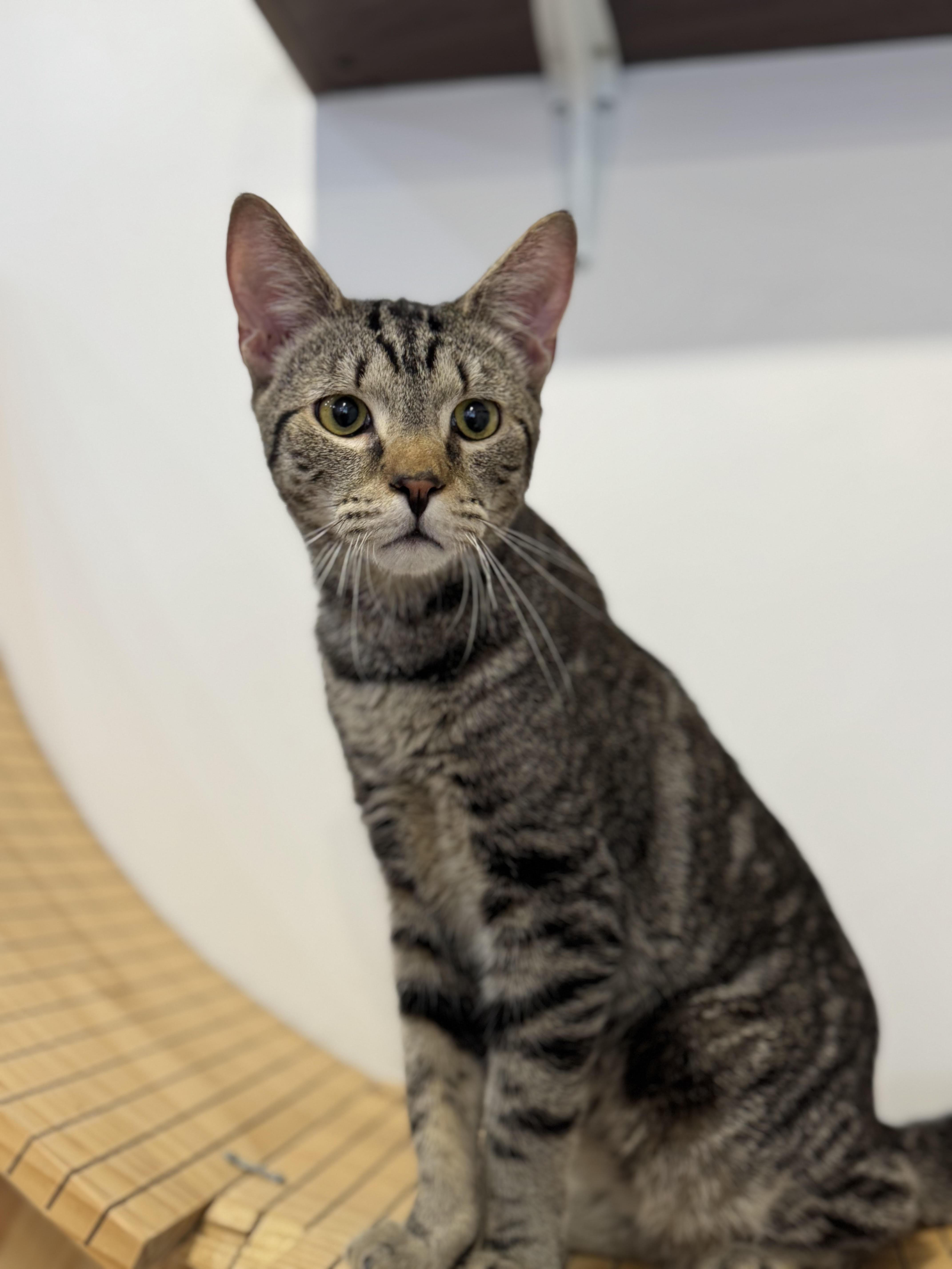 Enlarge Indigo, a ADOPTABLE Domestic Short Hair in North Haven, CT image 1/1