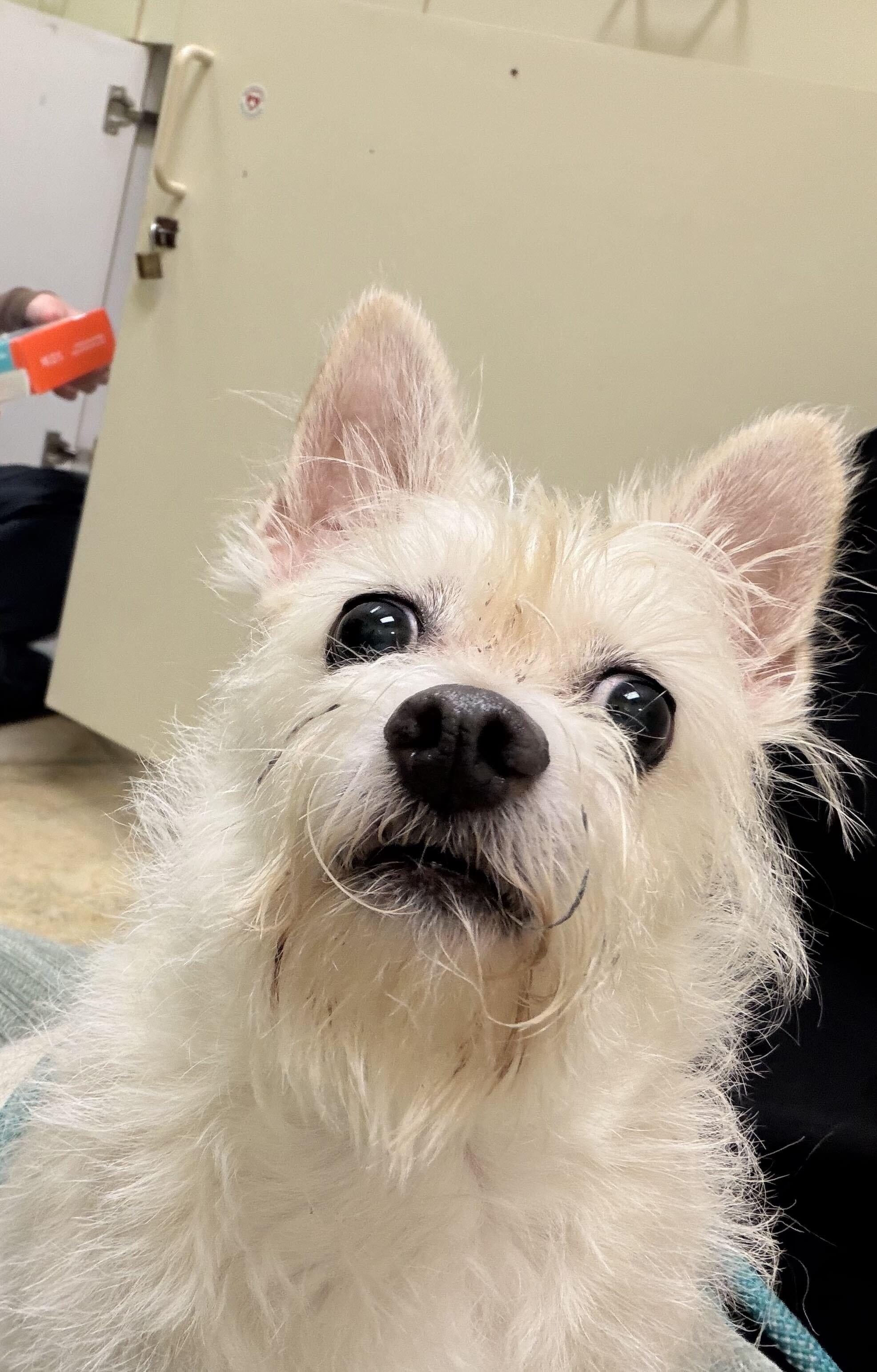 Enlarge Matt Damon, a Adoptable mixed breed in Grayslake, IL image 2/3