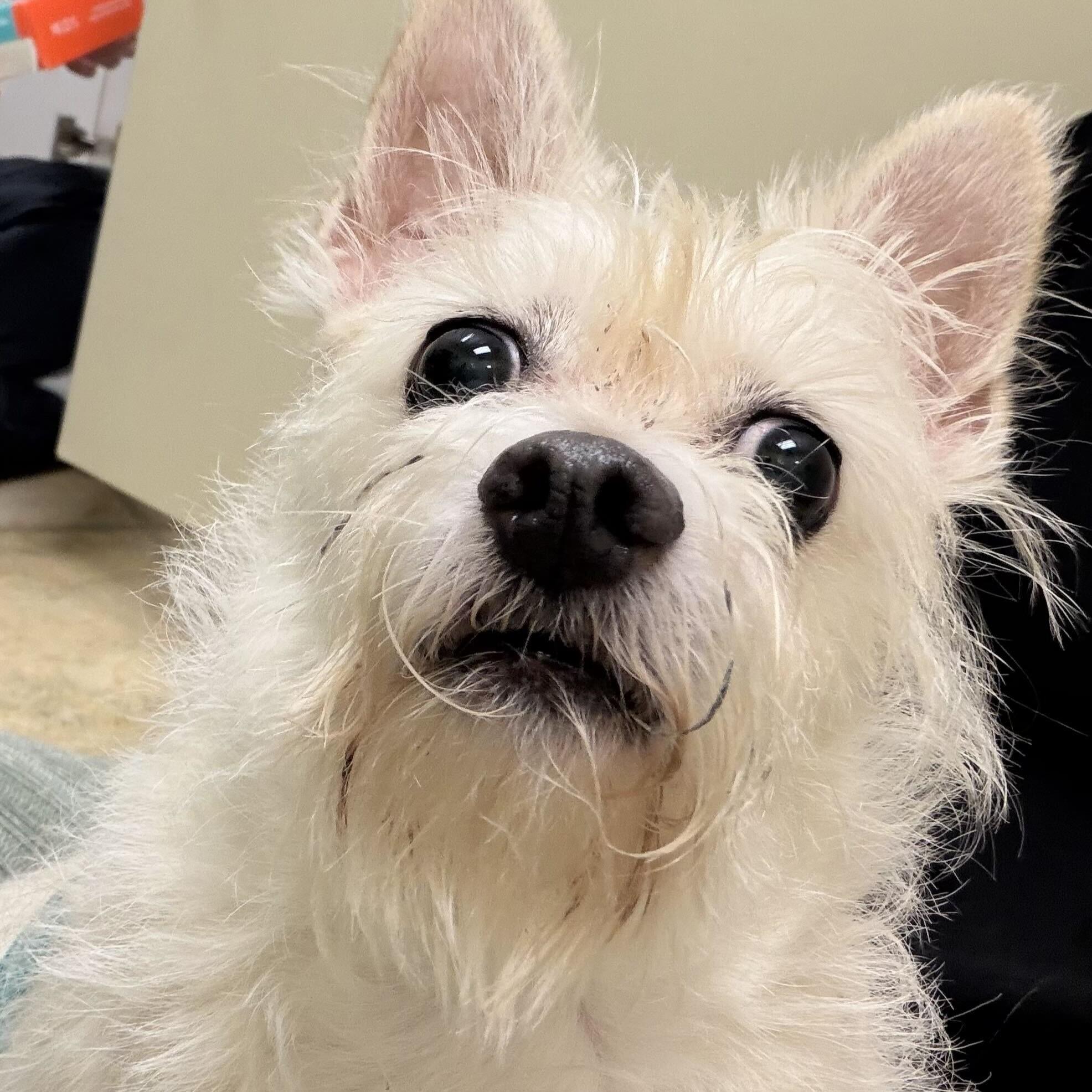 Matt Damon, Adoptable, Adult Male Chihuahua & Australian Terrier.