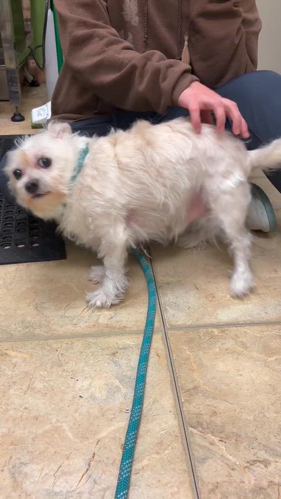 Enlarge Matt Damon, a Adoptable mixed breed in Grayslake, IL video 3/3