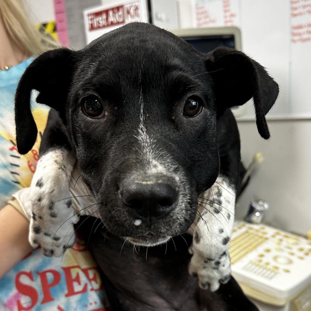 Enlarge Sharpay, a Adoptable mixed breed in Cleveland, MS image 1/4