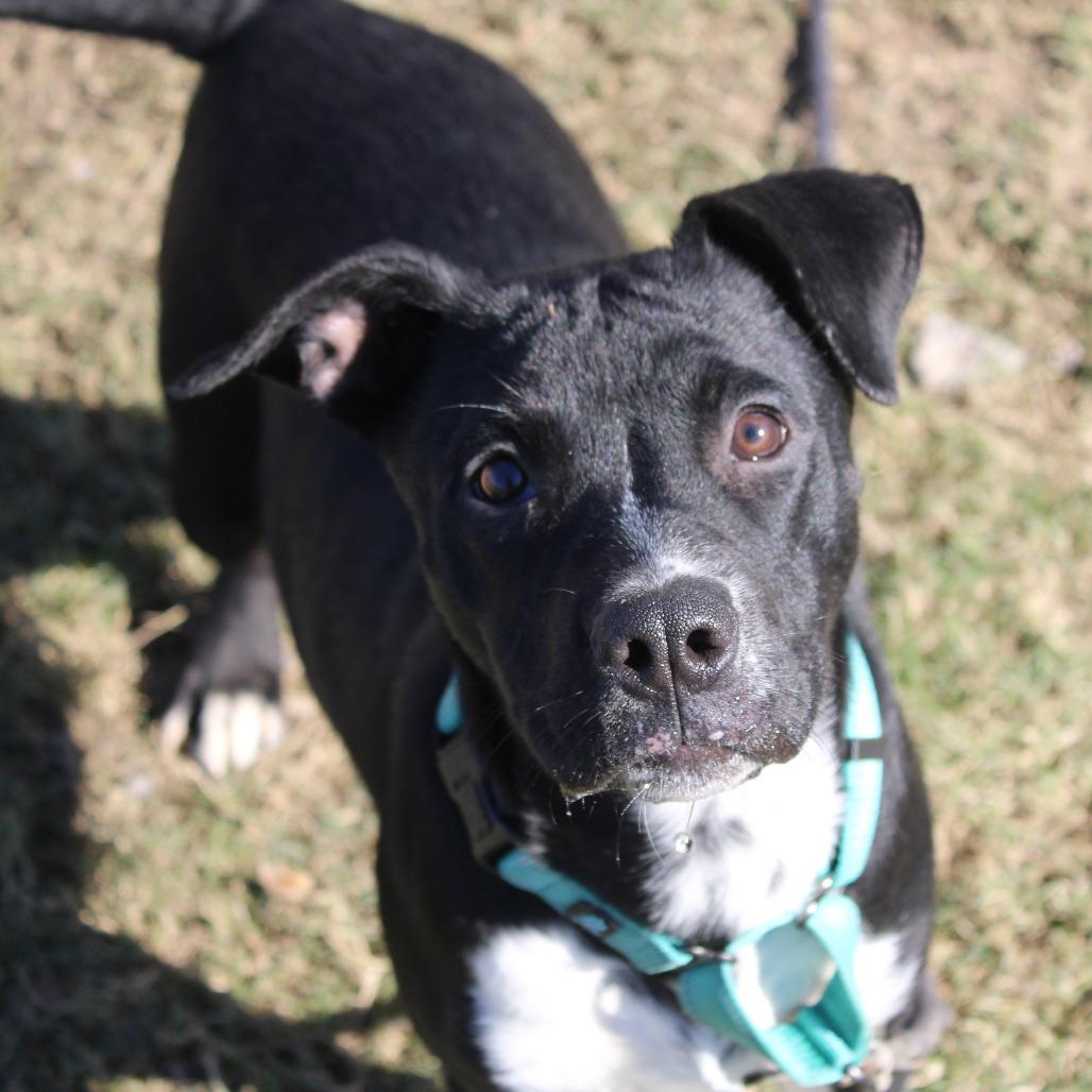 Enlarge Sharpay, a Adoptable mixed breed in Cleveland, MS image 2/4