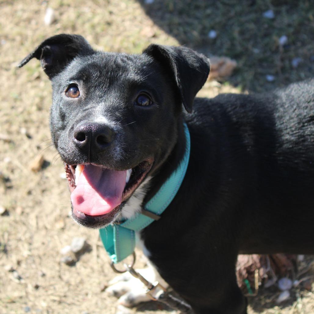 Enlarge Sharpay, a Adoptable mixed breed in Cleveland, MS image 3/4