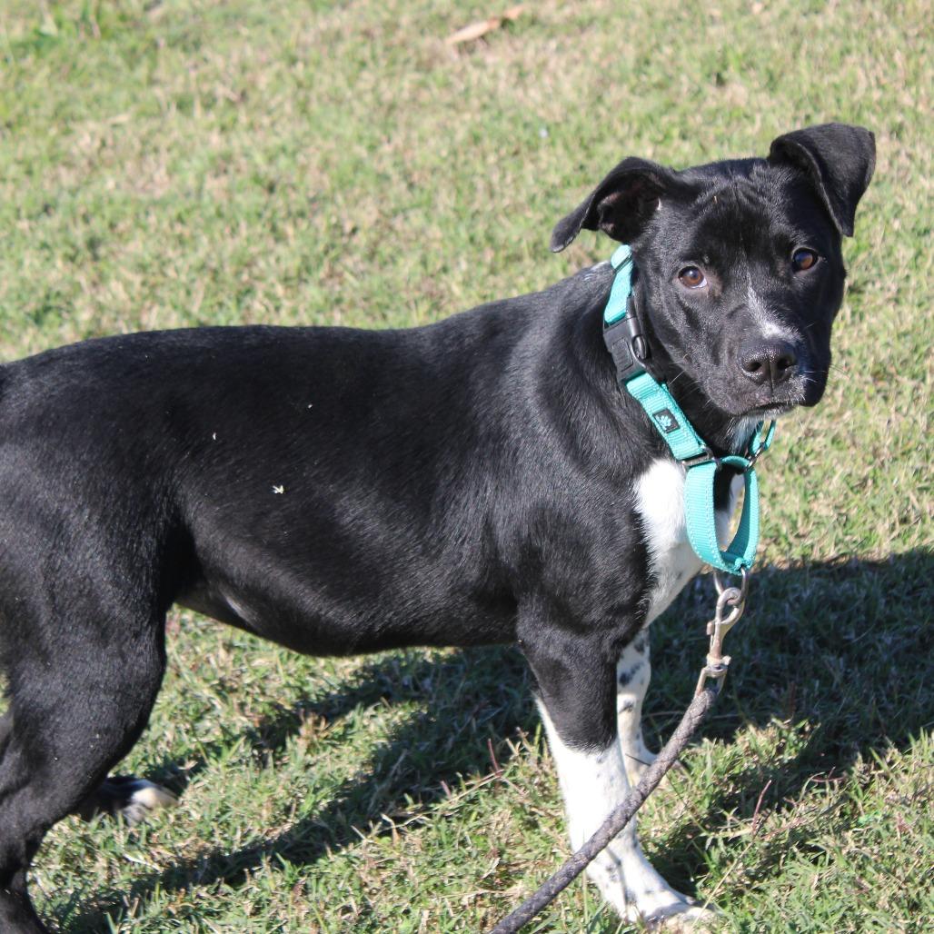 Enlarge Sharpay, a Adoptable mixed breed in Cleveland, MS image 4/4