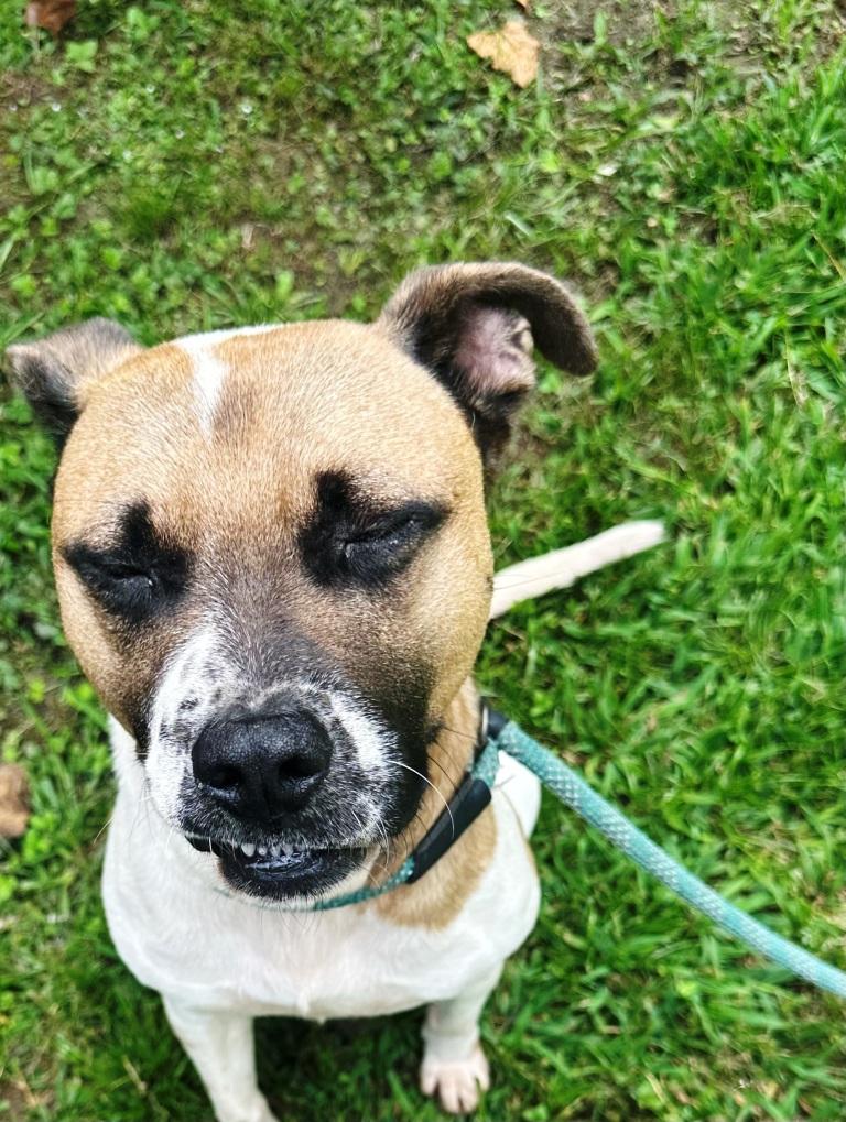 Irving is Handsome, Sweet, Playful and Goofy Smart Boy!, a Adoptable mixed breed in Virginia Beach, VA image 2/5