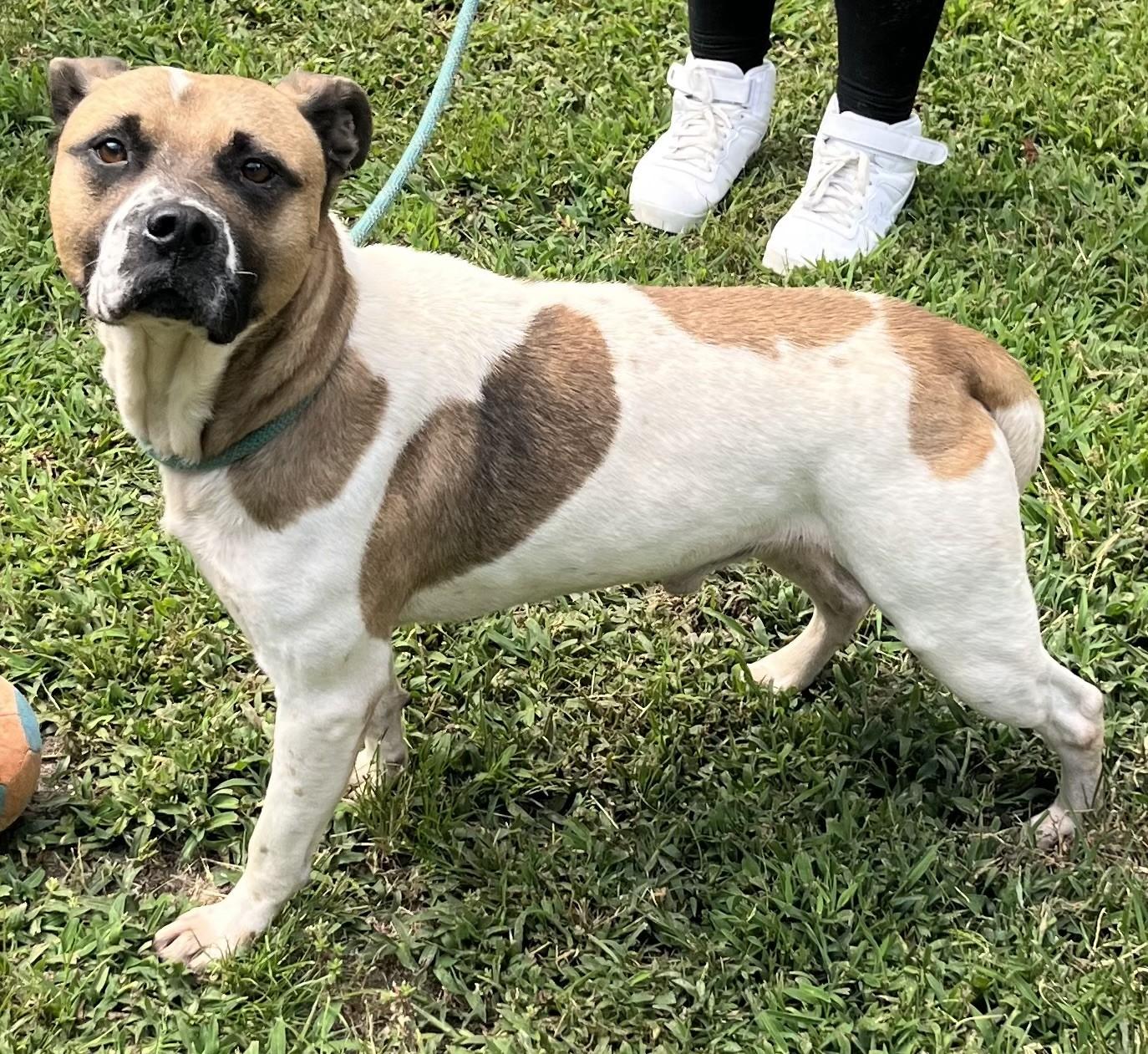 Irving, handsome, sweet, playful Boxer mix boy !