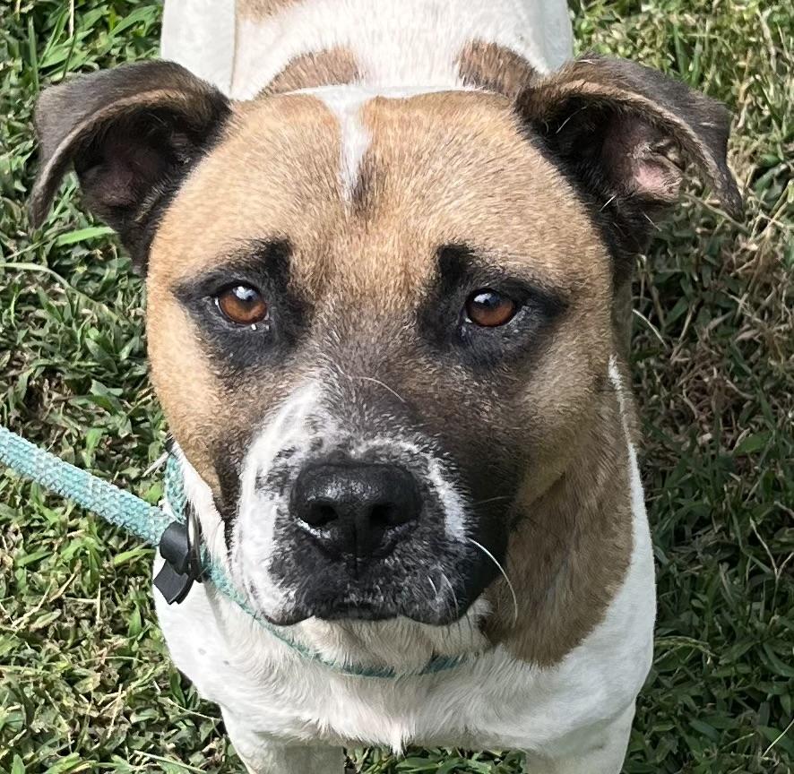 Irving, handsome, sweet, playful Boxer mix boy !