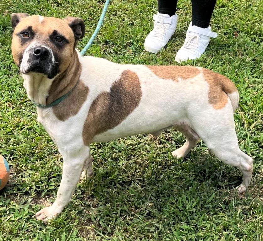 Irving is Handsome, Sweet, Playful and Goofy Smart Boy!, a Adoptable mixed breed in Virginia Beach, VA image 4/5