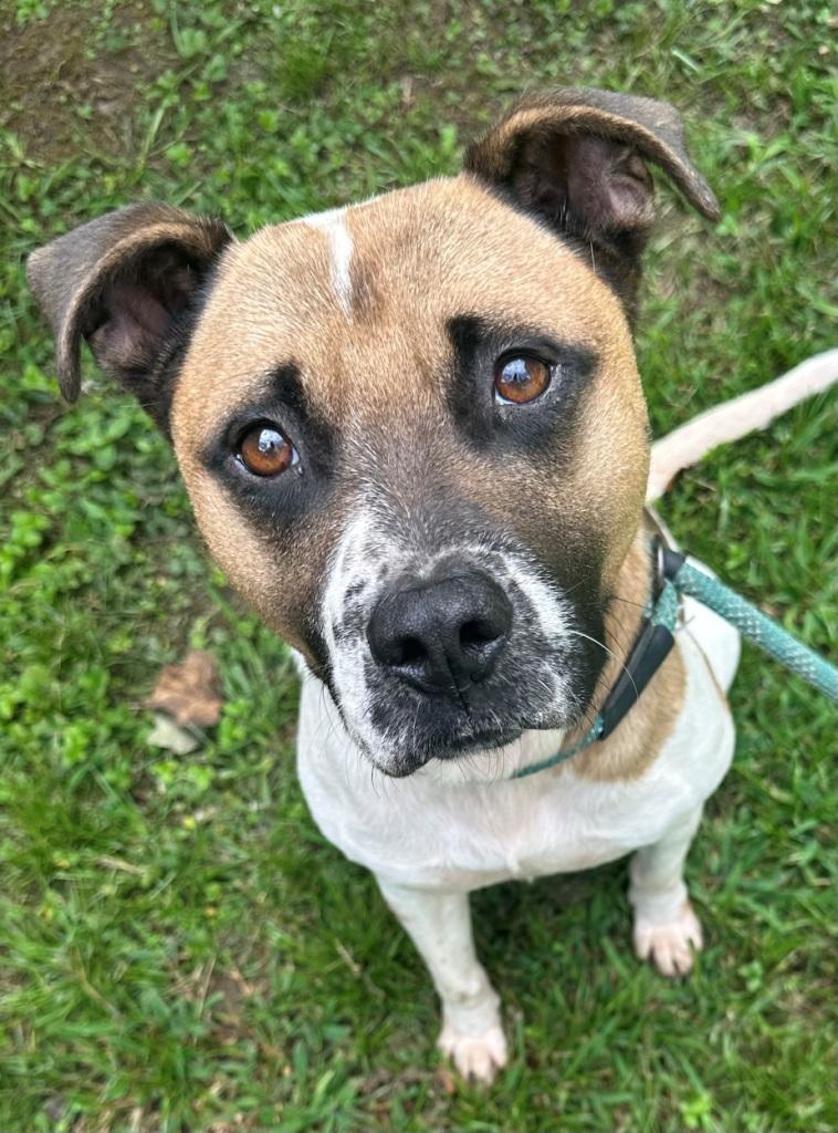 Irving is Handsome, Sweet, Playful and Goofy Smart Boy!, a Adoptable mixed breed in Virginia Beach, VA image 5/5