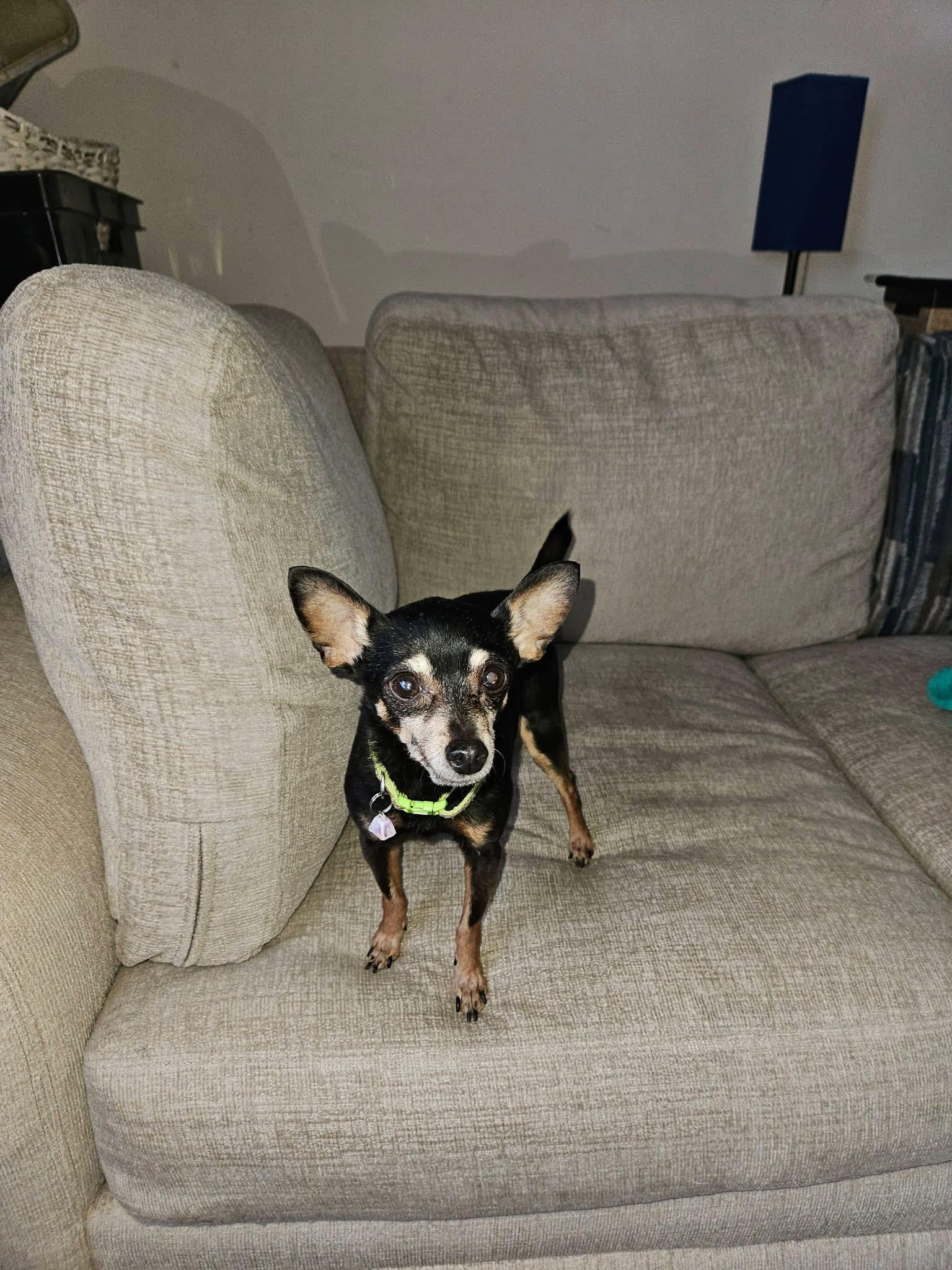 Enlarge Margie, a ADOPTABLE Chihuahua in Traverse City, MI image 1/1