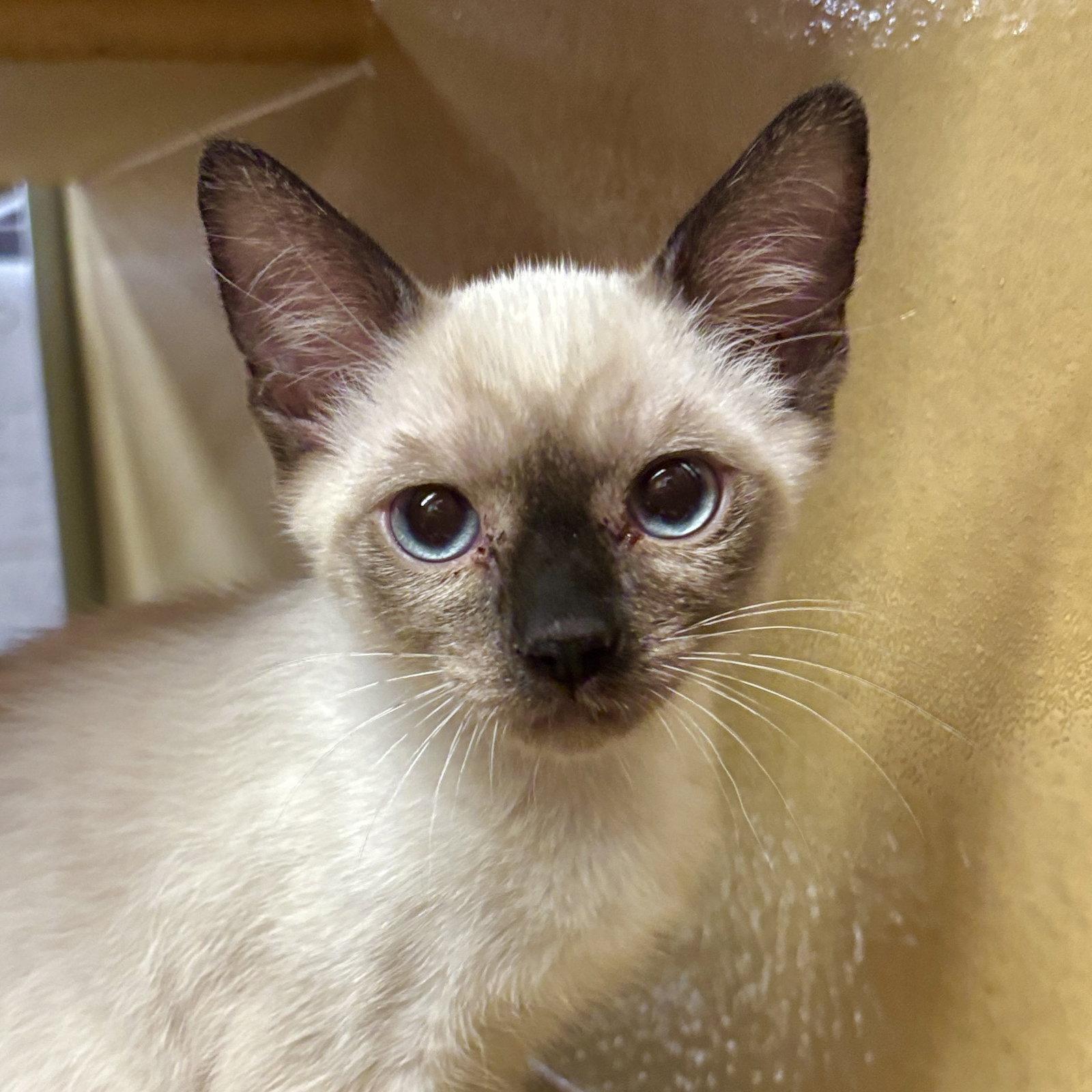 Enlarge Ares, a Adoptable Siamese in Sonora, CA image 1/1