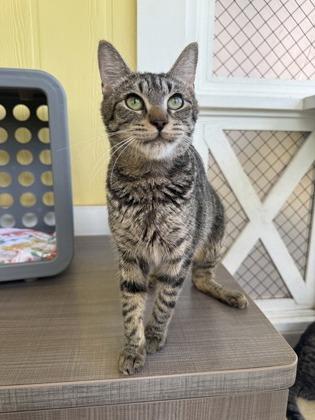 Smalls, Adoptable, Adult Female Domestic Short Hair & Domestic Short Hair.