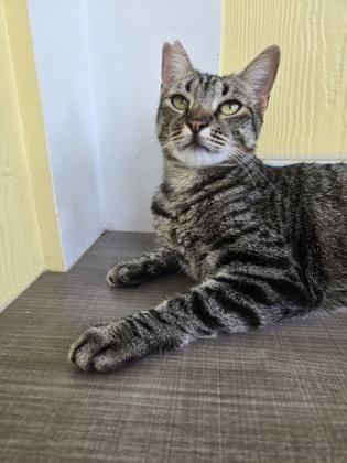 Enlarge Smalls, a Adoptable mixed breed in Honolulu, HI image 2/2