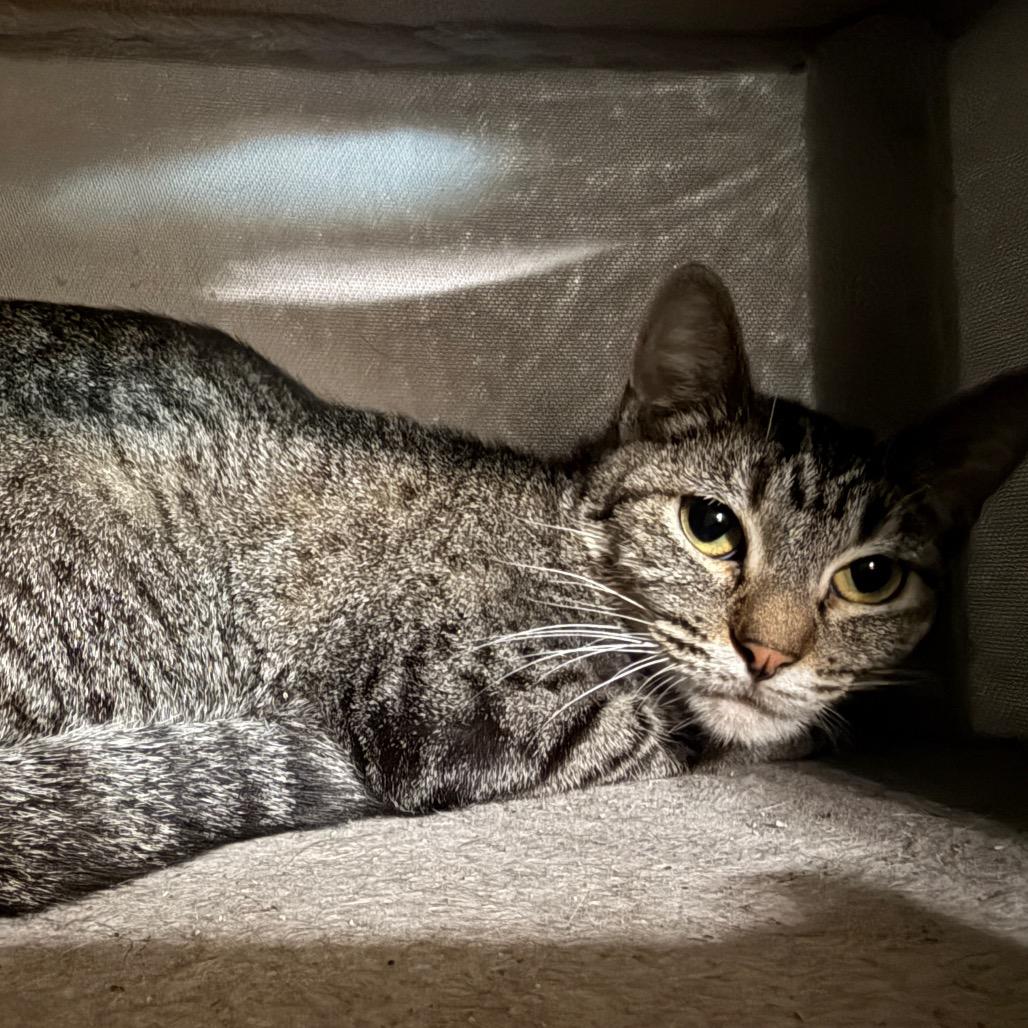 Enlarge Tiffany, a Adoptable American Shorthair in Collinsville , OK image 1/2
