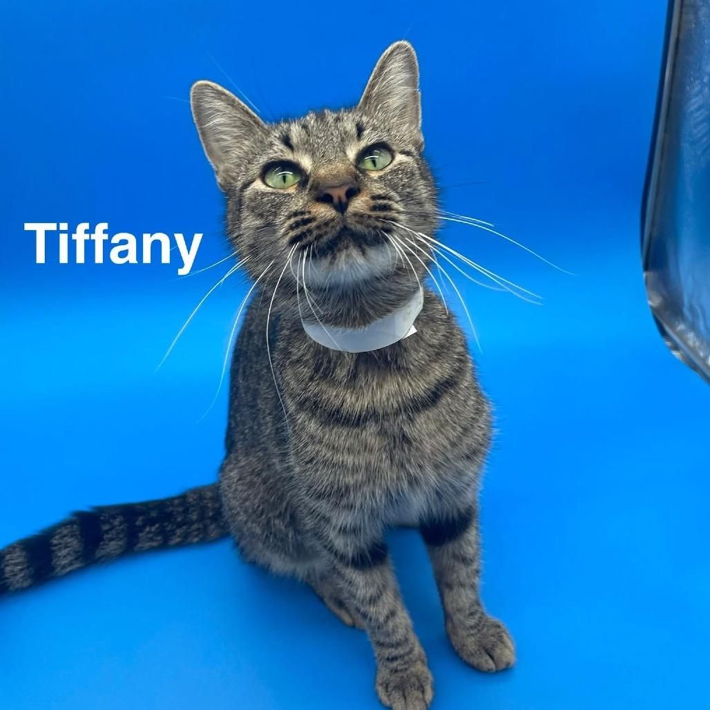 Enlarge Tiffany, a Adoptable American Shorthair in Collinsville , OK image 2/2