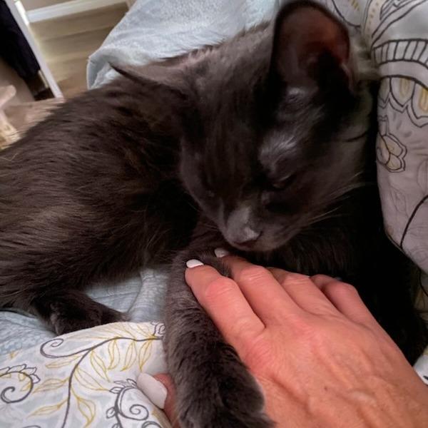 Enlarge Baby Cat F NV, a Adoptable Domestic Medium Hair in Las Vegas, NV image 1/6