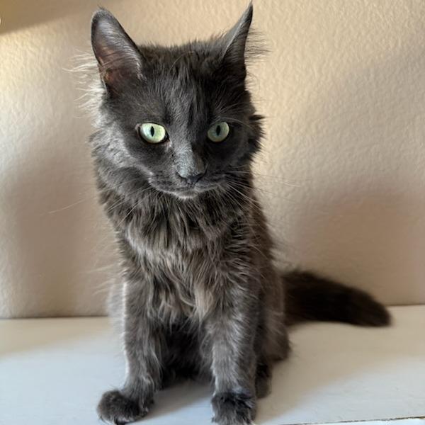 Enlarge Baby Cat F NV, a Adoptable Domestic Medium Hair in Las Vegas, NV image 2/6