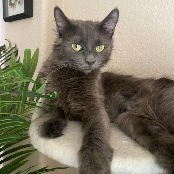 Enlarge Baby Cat F NV, a Adoptable Domestic Medium Hair in Las Vegas, NV image 3/6