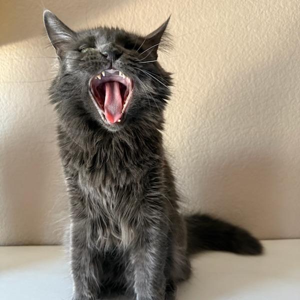 Enlarge Baby Cat F NV, a Adoptable Domestic Medium Hair in Las Vegas, NV image 4/6