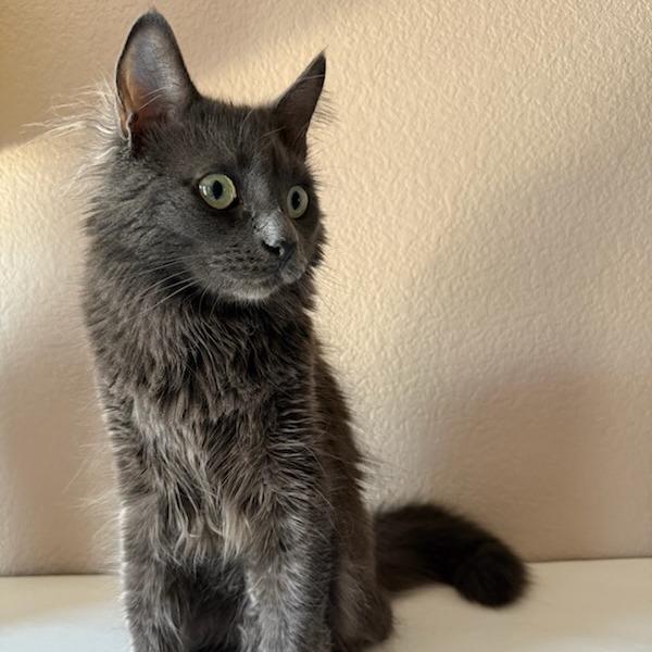 Enlarge Baby Cat F NV, a Adoptable Domestic Medium Hair in Las Vegas, NV image 6/6