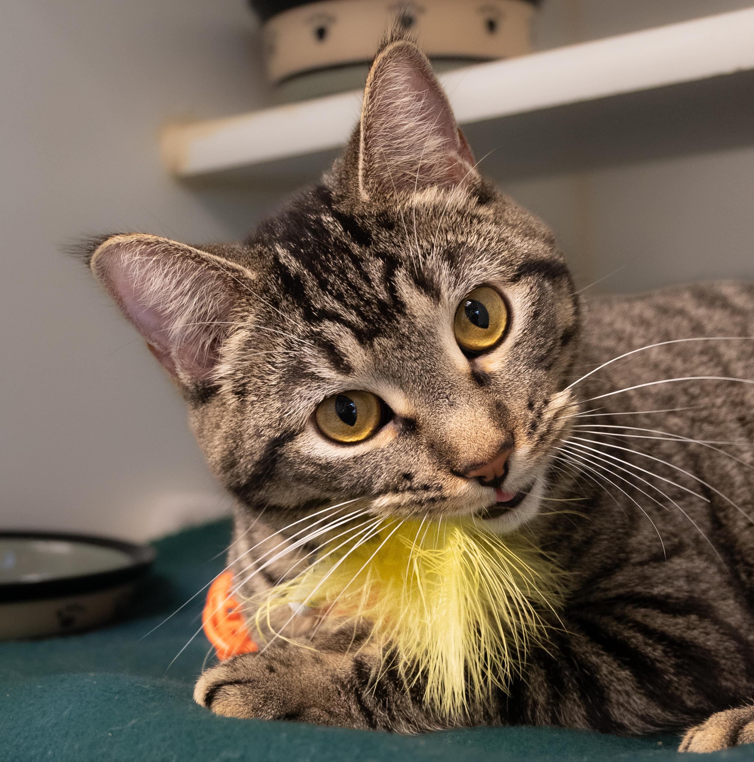 Enlarge Atli, an adopted mixed breed in Bellingham, WA image 3/3