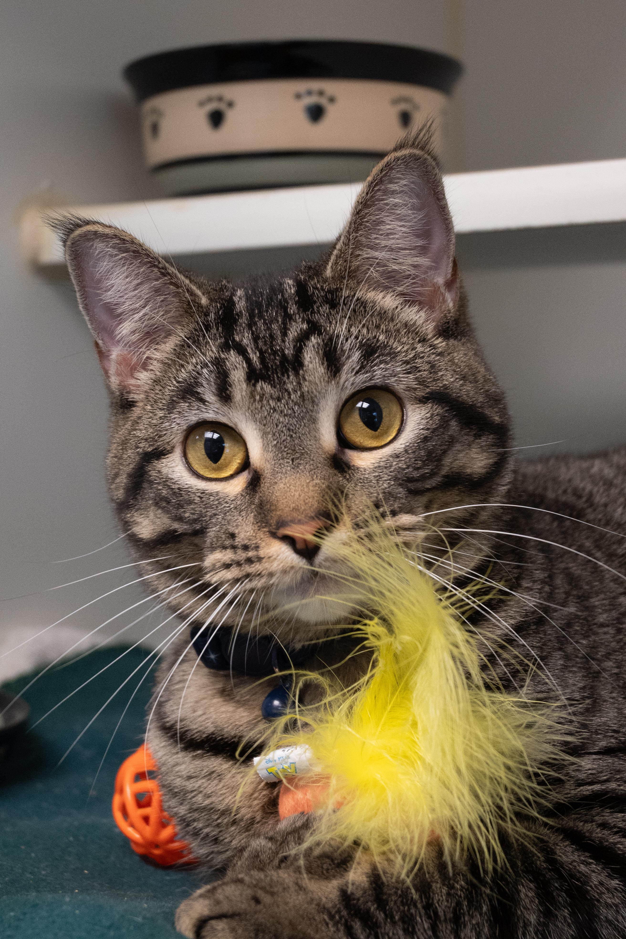 Enlarge Atli, an adopted mixed breed in Bellingham, WA image 1/3