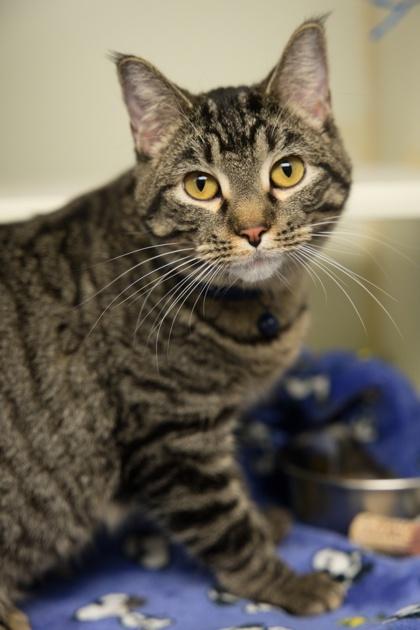Atli, ADOPTABLE, Young Female Domestic Short Hair.