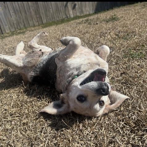 Auggie — thumbnail 2