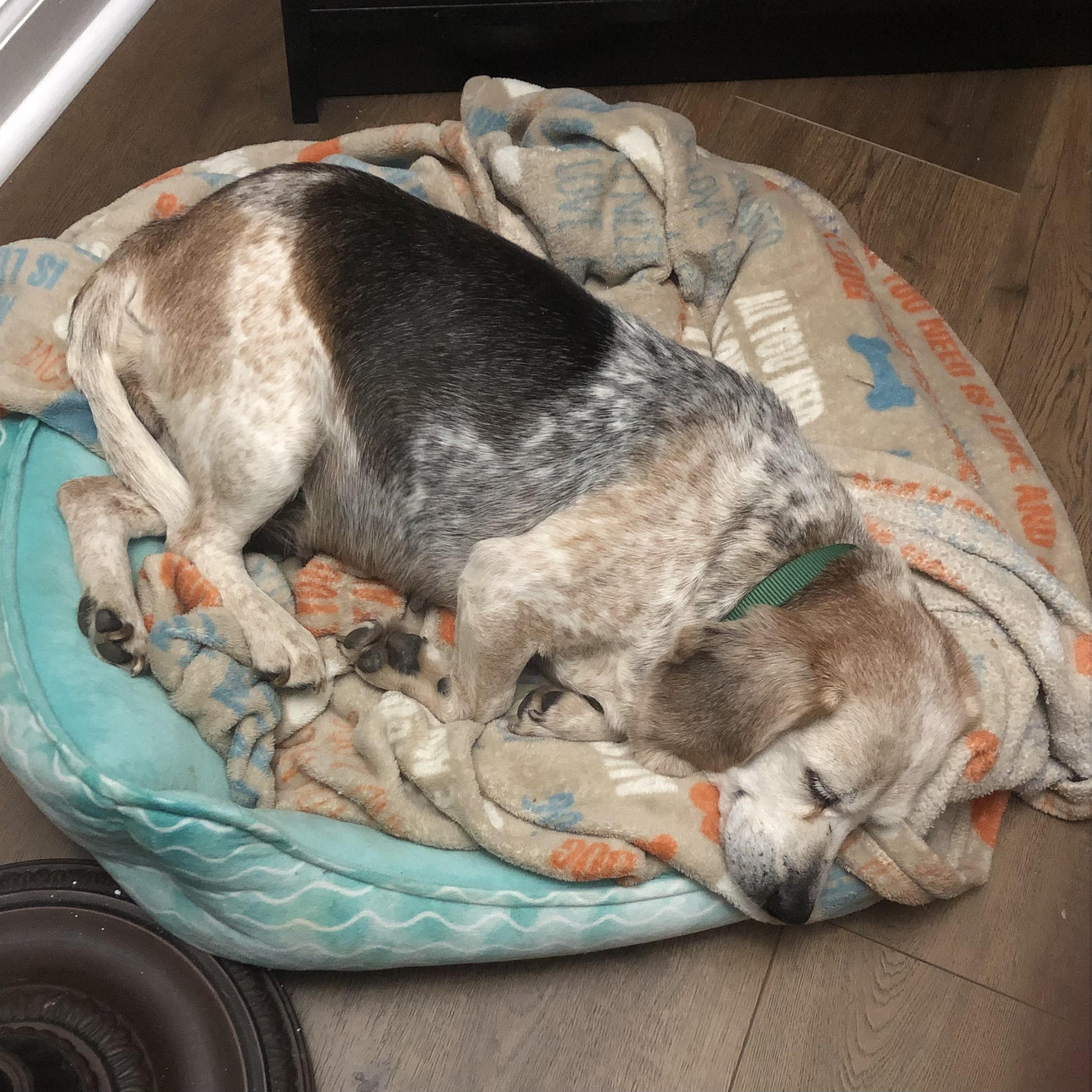 Auggie — thumbnail 3