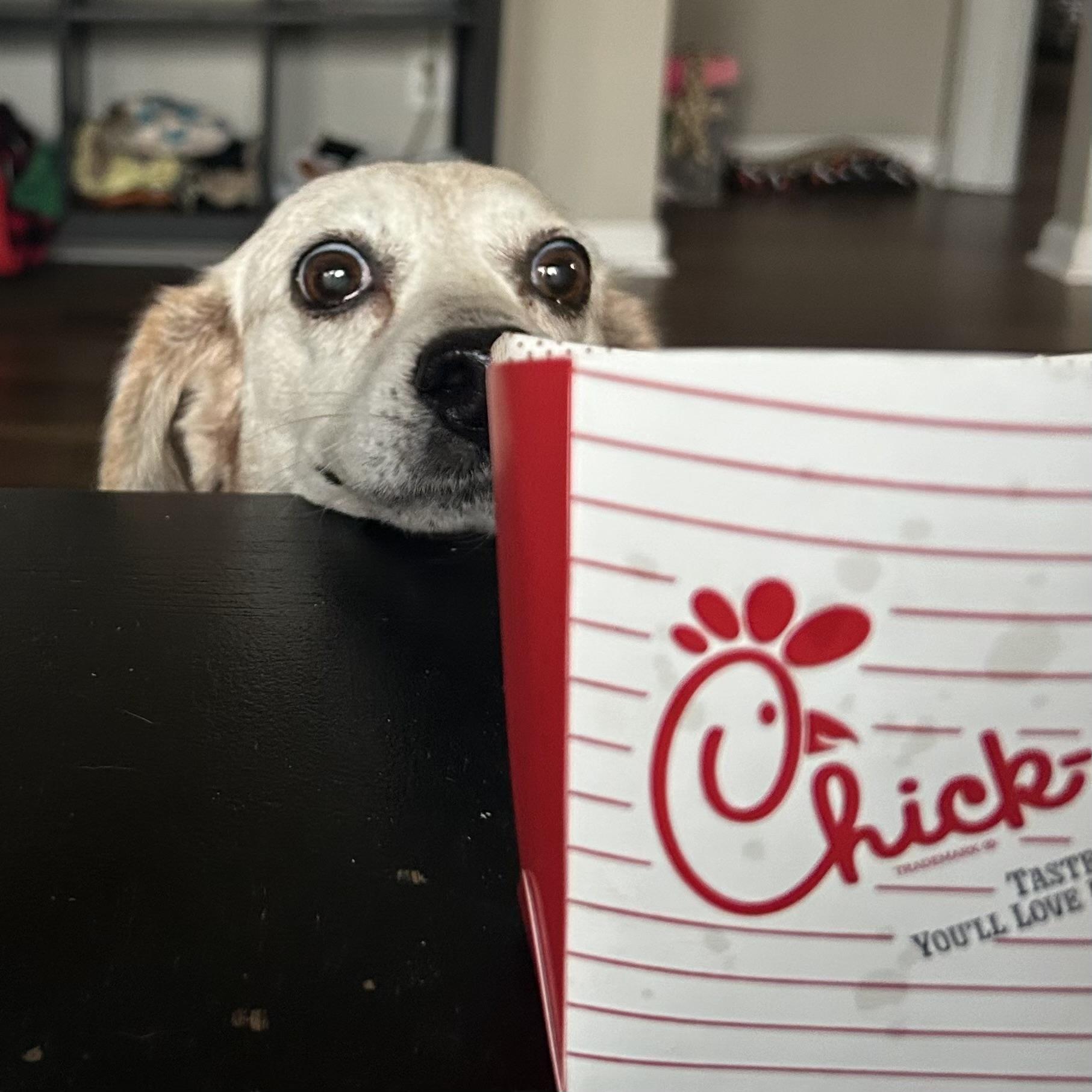 Auggie — thumbnail 5