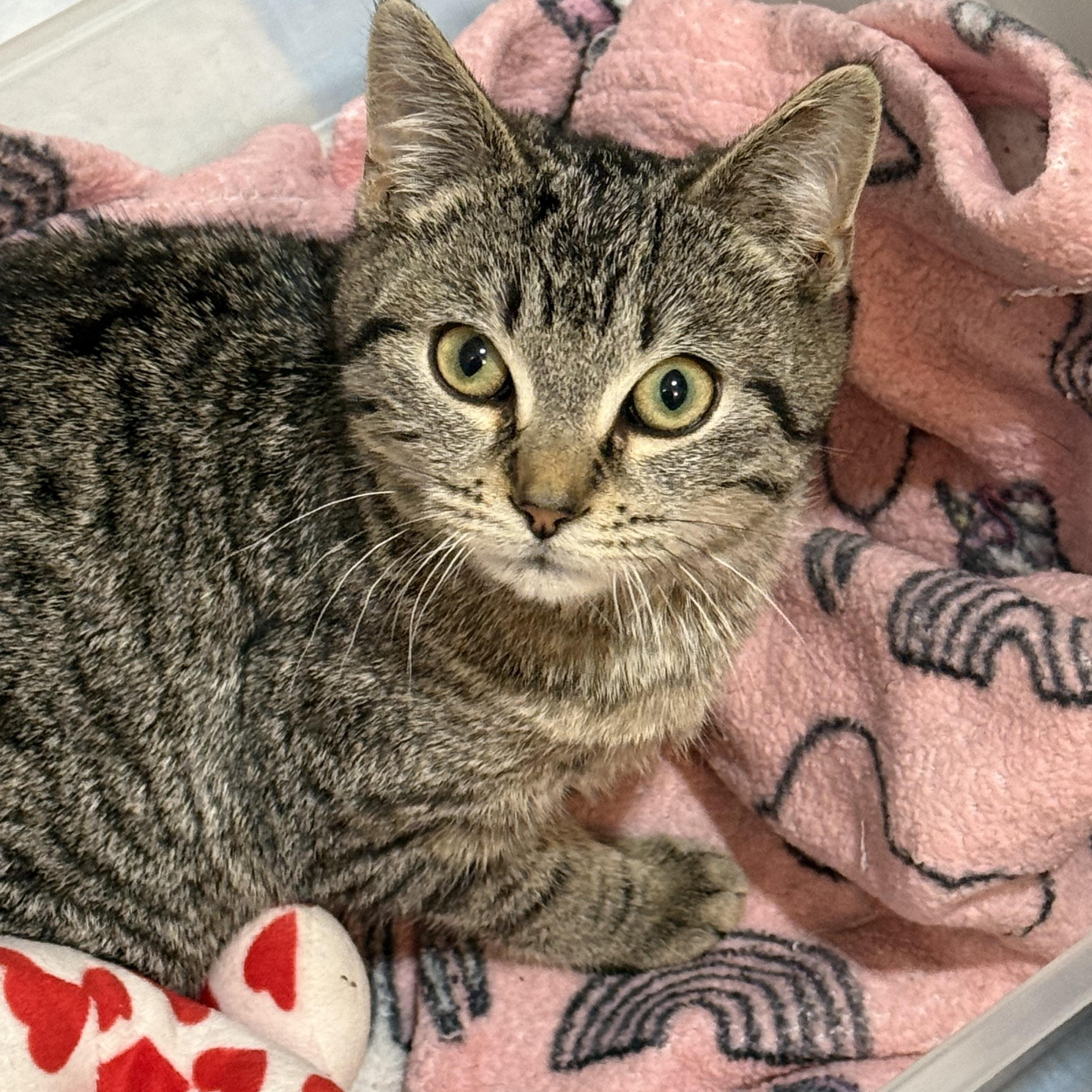 Blizzard , ADOPTABLE, Young Male Domestic Short Hair.