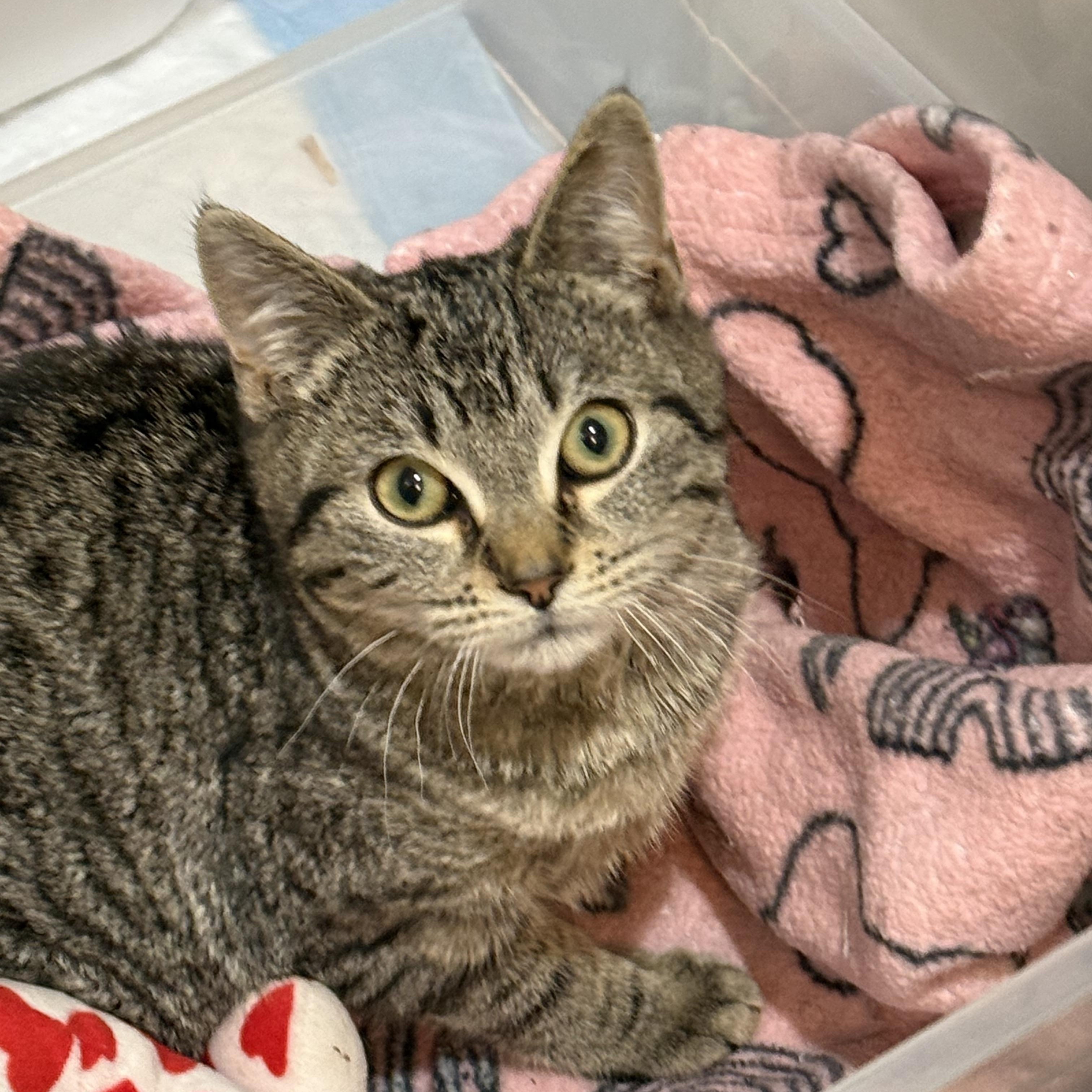 Enlarge Blizzard , a ADOPTABLE Domestic Short Hair in Staten Island, NY image 2/2