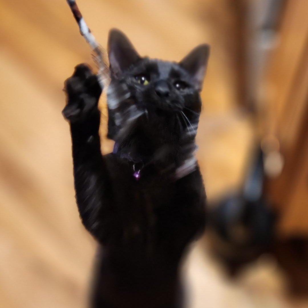 Blackie, a Adoptable Domestic Short Hair in Florham Park, NJ image 3/5