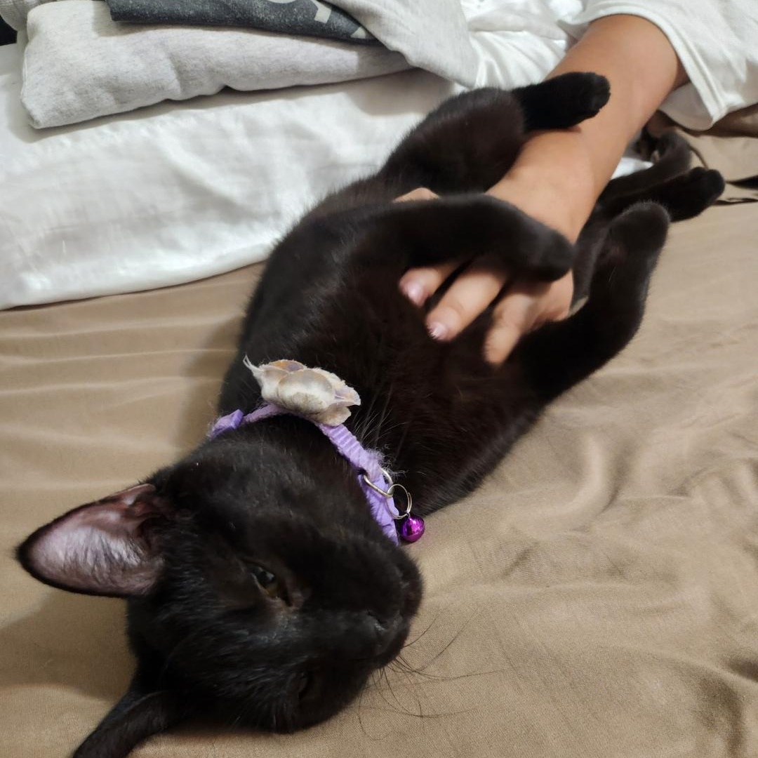 Blackie, Adoptable, Young Female Domestic Short Hair.