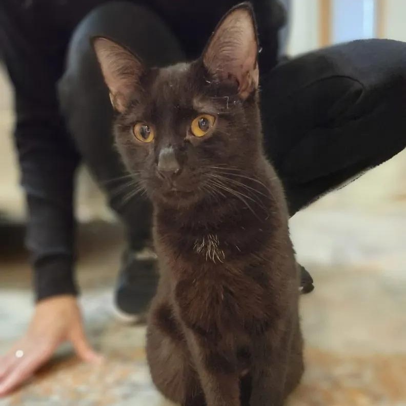 Blackie, a Adoptable Domestic Short Hair in Florham Park, NJ image 5/5