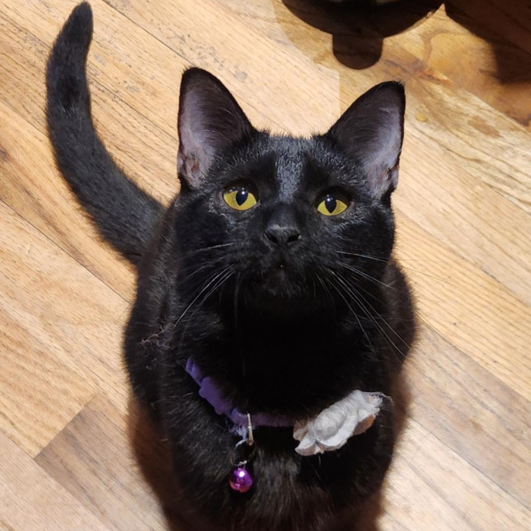 Blackie, a Adoptable Domestic Short Hair in Florham Park, NJ image 2/5