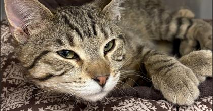 Owl, ADOPTABLE, Young Male Tabby.