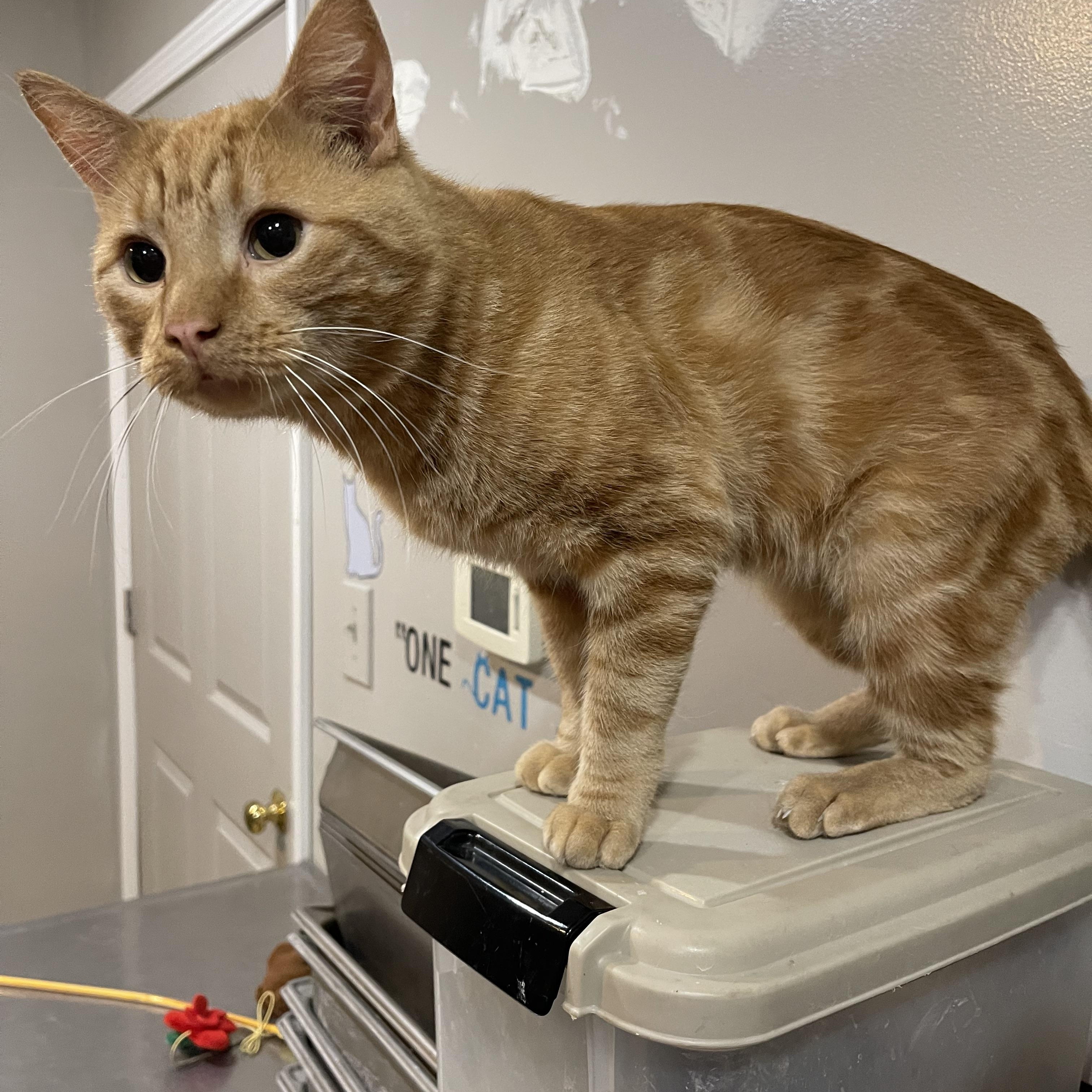 Enlarge Pumpkin Spice Latte, a Adoptable Domestic Short Hair in North Kansas City, MO image 1/3