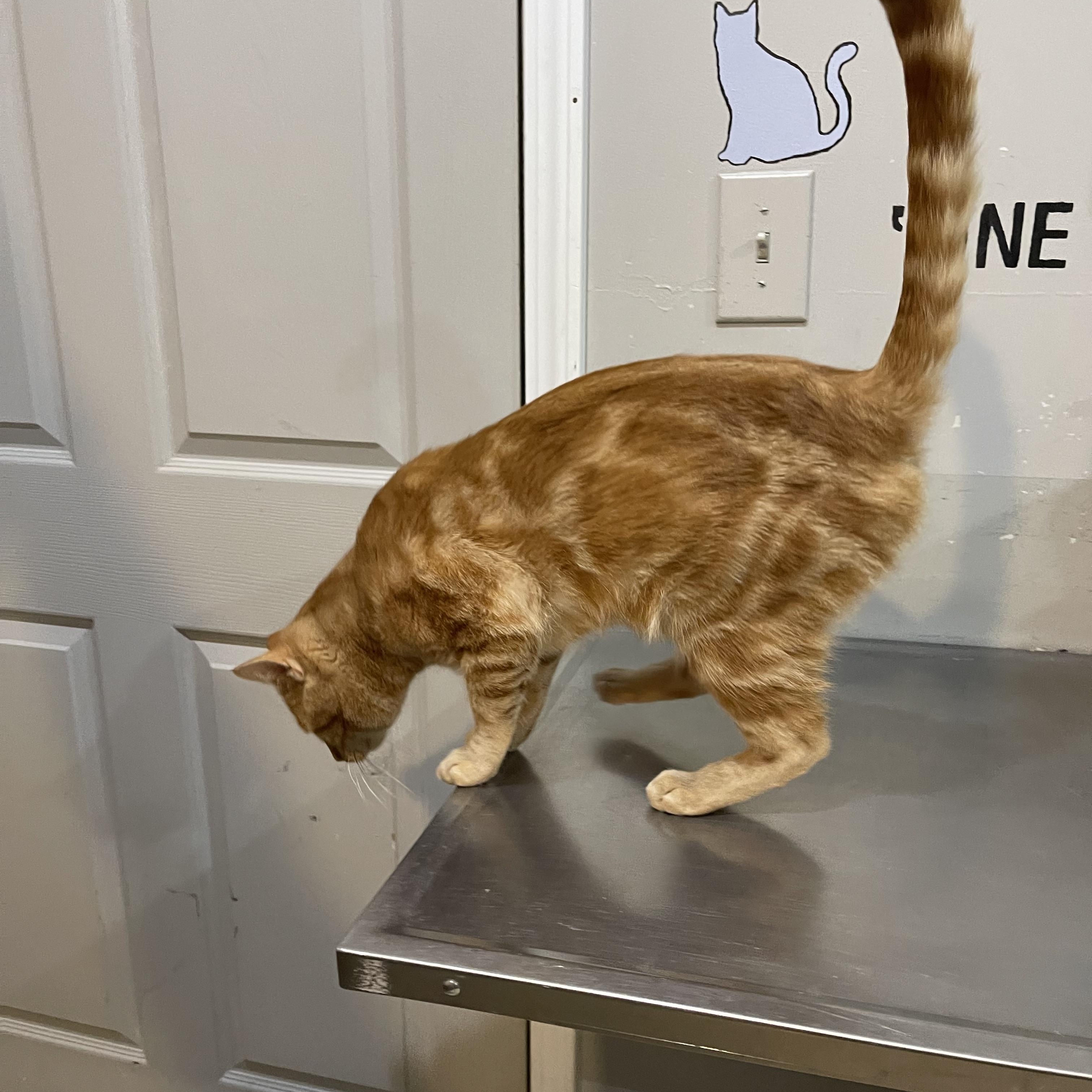 Enlarge Pumpkin Spice Latte, a Adoptable Domestic Short Hair in North Kansas City, MO image 2/3