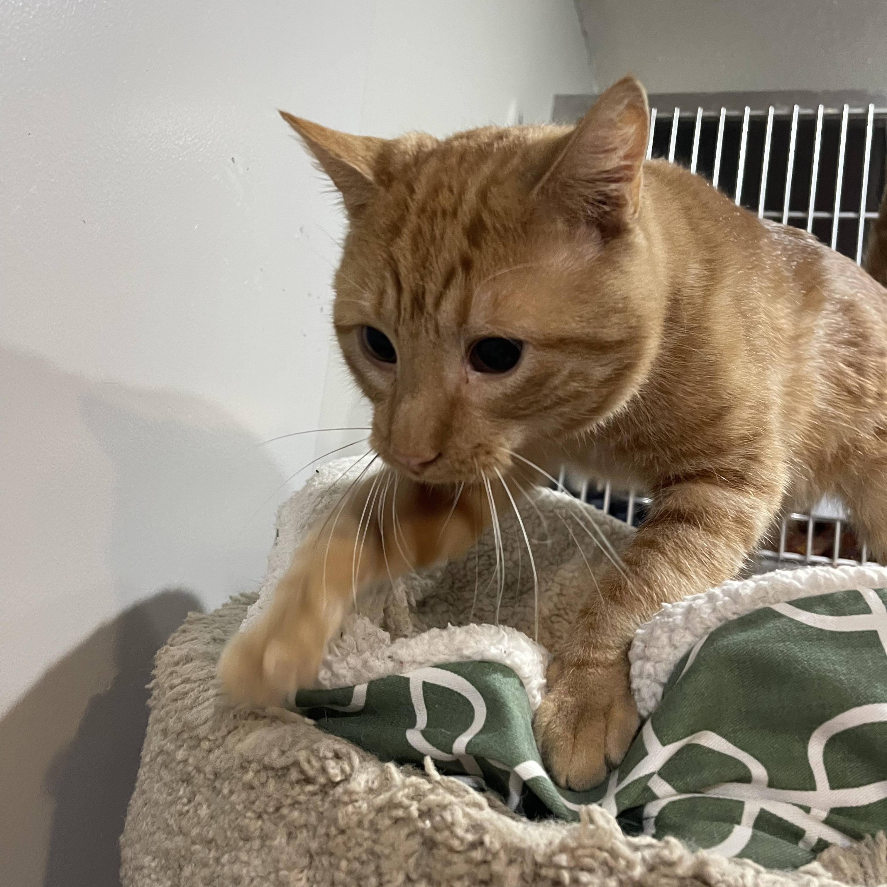 Enlarge Pumpkin Spice Latte, a Adoptable Domestic Short Hair in North Kansas City, MO image 3/3