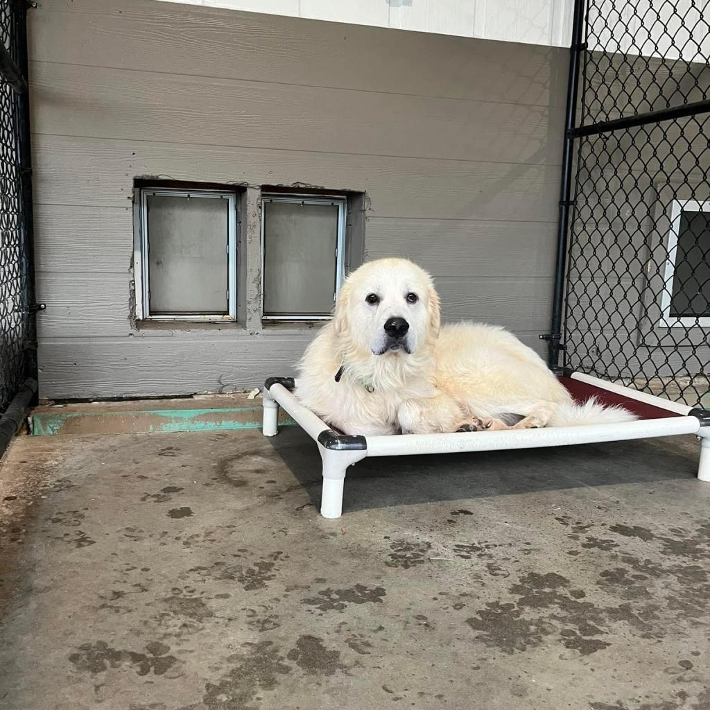 Ranger 09-1939, Adoptable, Adult Male Great Pyrenees.