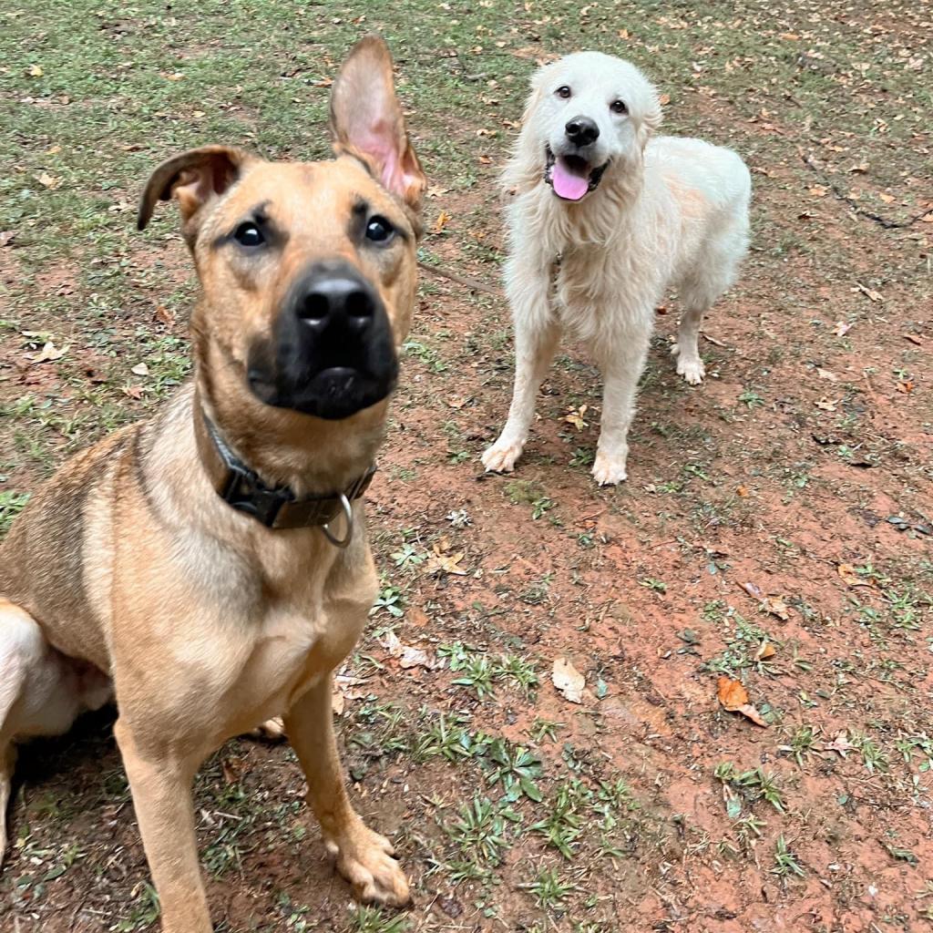 Ranger 09-1939, a Adoptable Great Pyrenees in Tyrone, GA image 2/6